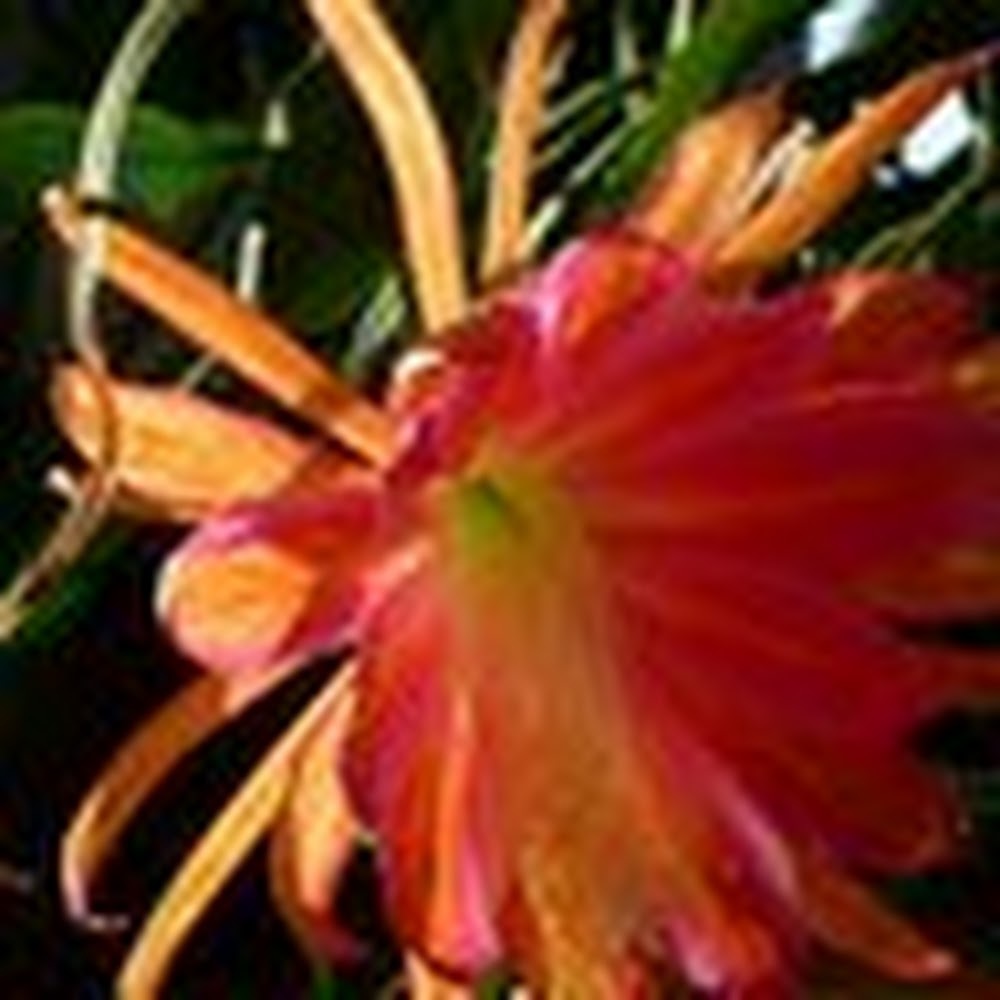 Meet your Posher, Yiyan